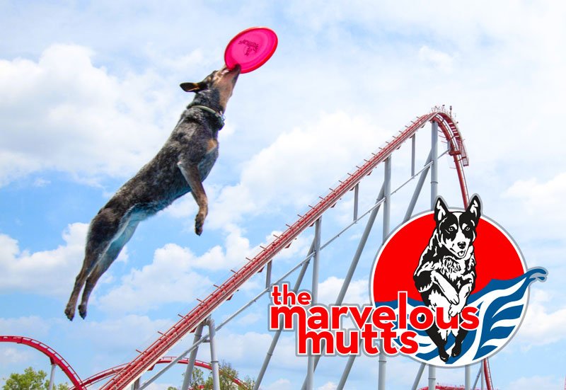 Marvelous Mutts