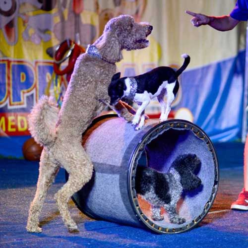 thumb-pup Puppy Pals LIVE