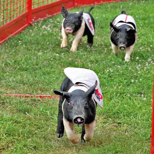 thumb-pigs Puppy Pals LIVE